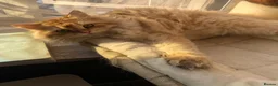 British Longhair cats for sale: GCCF reg British Longhair Chocolate Golden Male - Advert 5