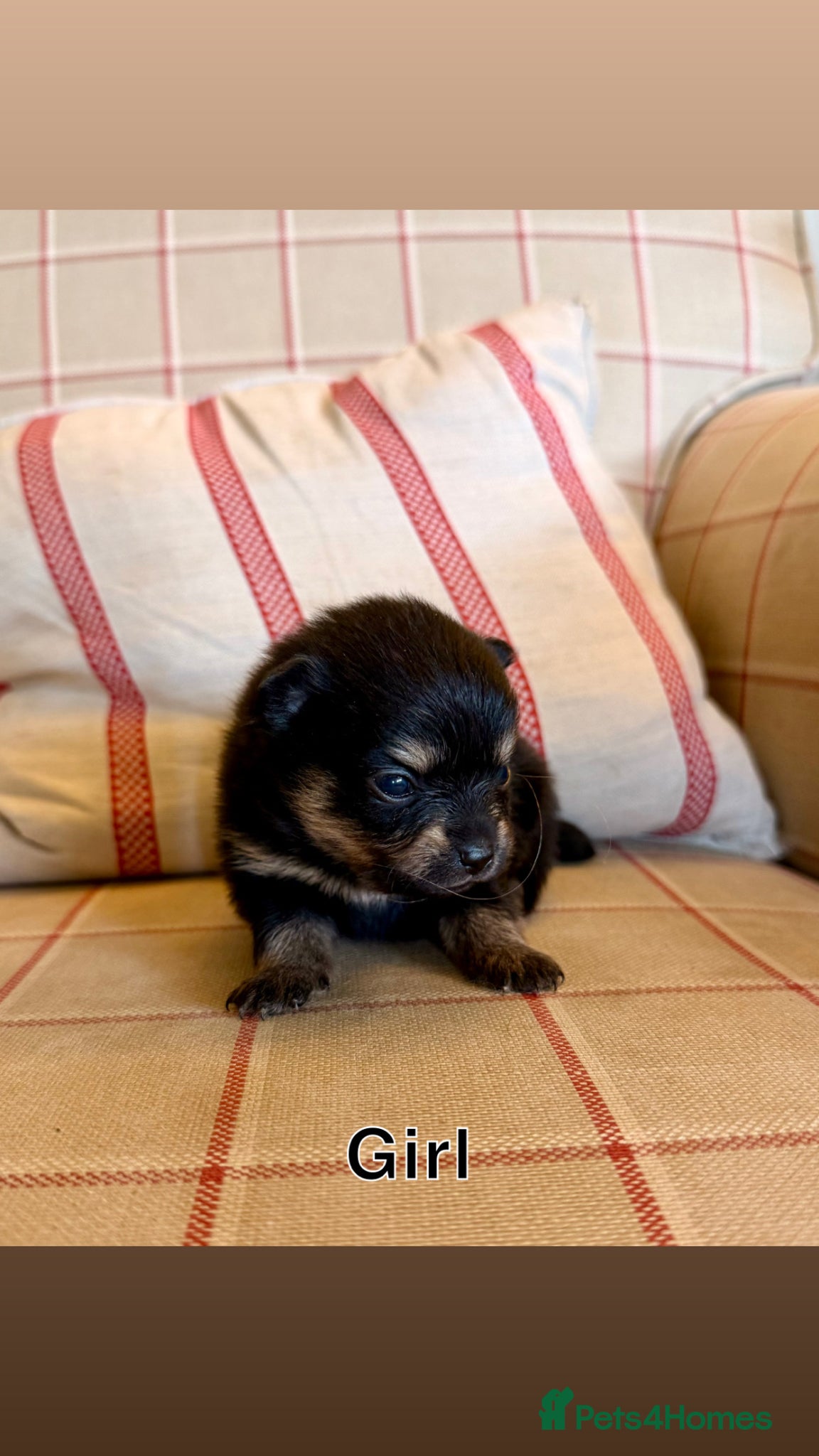 Pomeranian Puppy 3