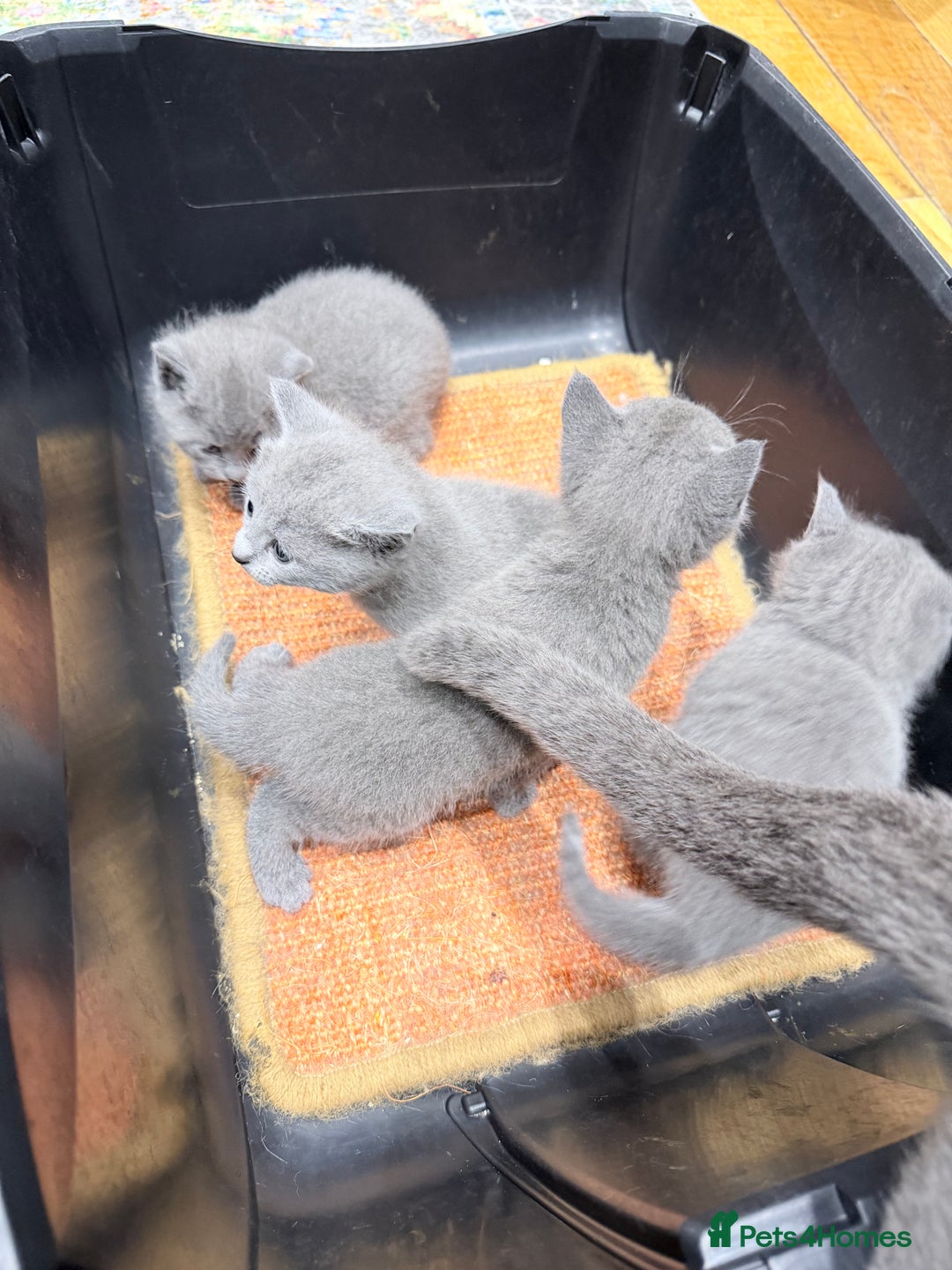 Russian Blue cats for sale: Russian blue kitten for sale,  Champion bloodline - Advert 8