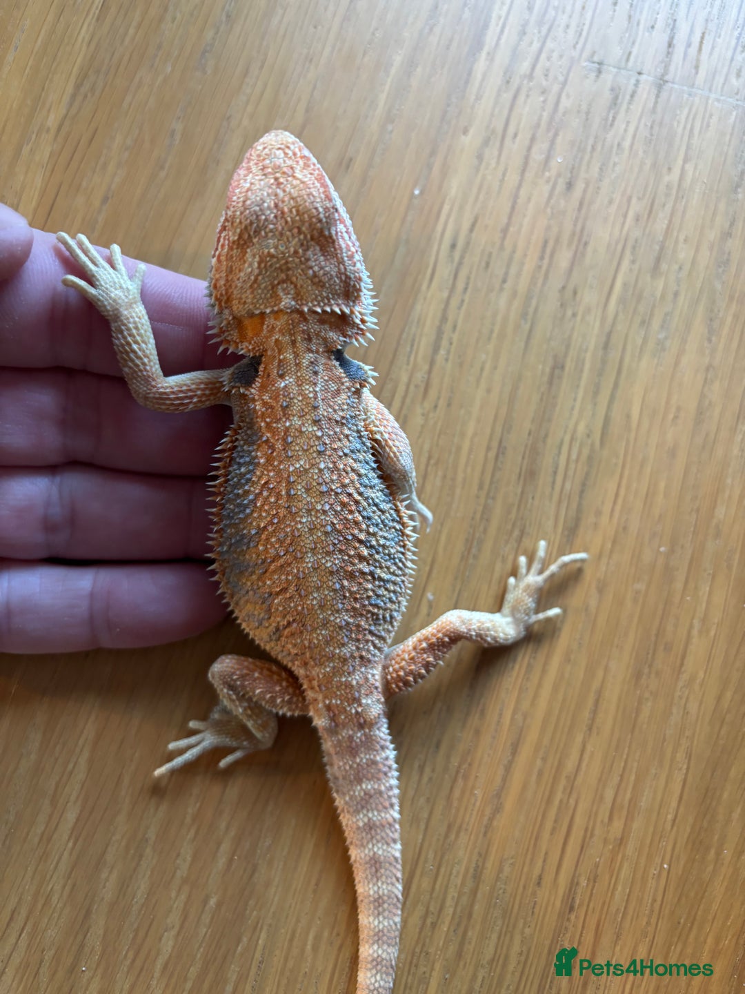 Bearded Dragon reptiles for sale: Baby bearded dragons  - Image 3