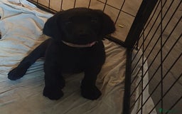 Labradoodle dogs for sale: ☆Ready to leave☆ CHUNKY PUPPIES ☆ - Advert 4