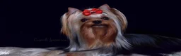 Yorkshire Terrier dogs for sale: Adorable tiny girl KC Reg 💕 - Advert 2