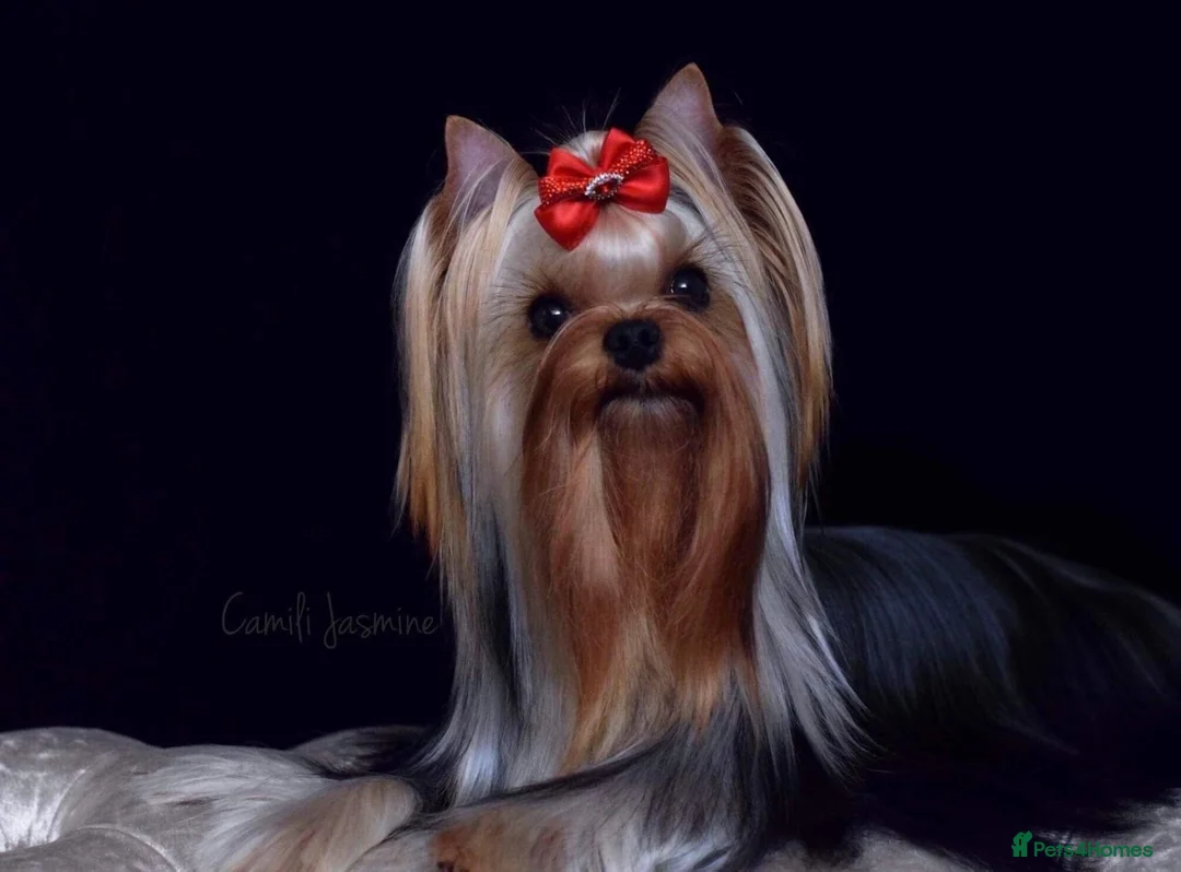 Yorkshire Terrier dogs for sale: Adorable tiny girl KC Reg 💕 - Advert 2