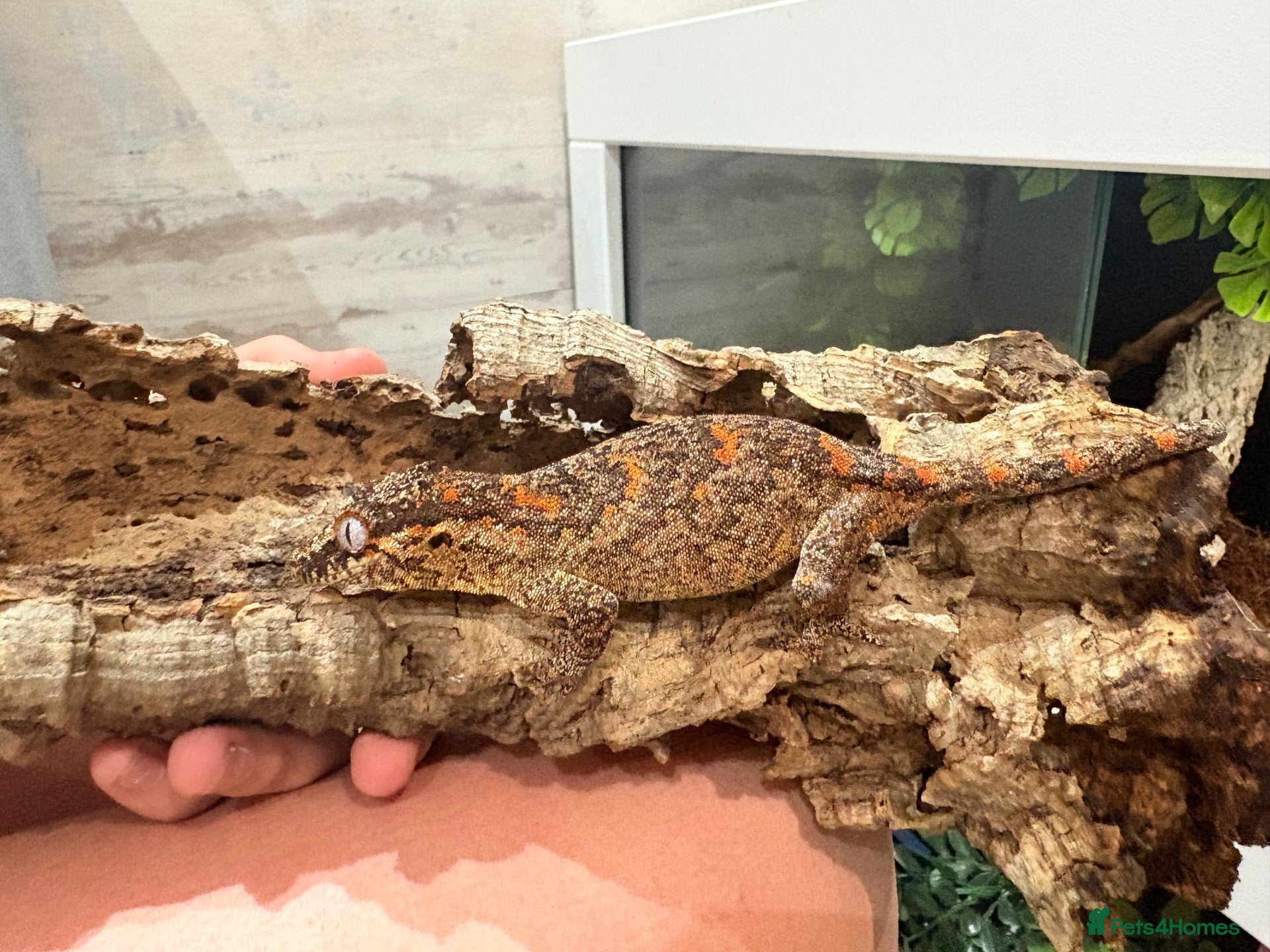Gecko reptiles Female orange blotch gargoyle gecko  - Advert 12