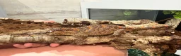 Gecko reptiles for sale: Female orange blotch gargoyle gecko  in Halifax - Advert 1