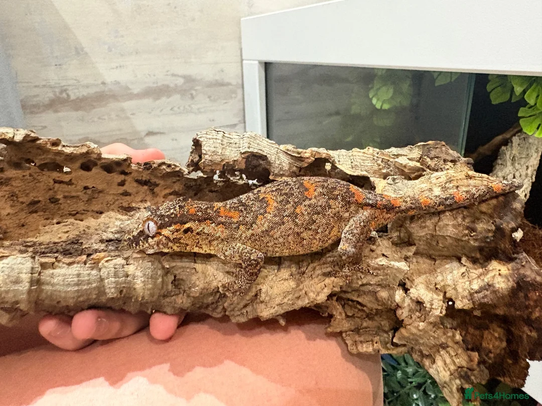 Gecko reptiles for sale: Female orange blotch gargoyle gecko  in Halifax - Advert 1