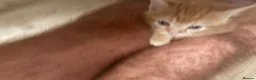 Mixed Breed cats for sale: 7 beautiful kittens  - Advert 2