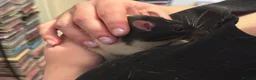Rat rodents for sale: Trio of Male Rats - Advert 3