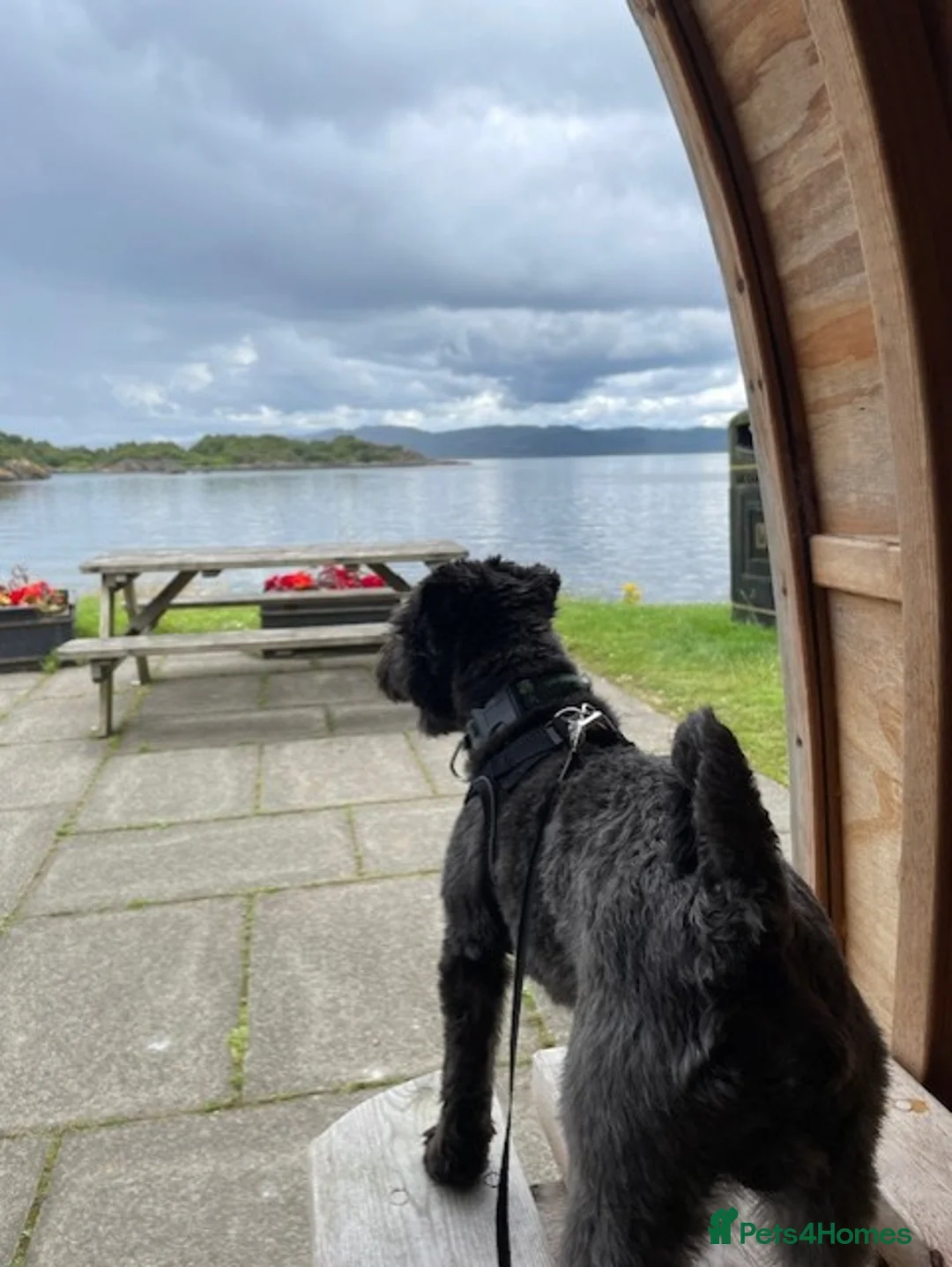 Miniature Schnauzer dogs for stud: Hamish - Looking to Stud - Advert 2