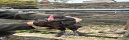 Chickens poultry for sale: 2 Pure Black Copper Marans Cockerels - Advert 2