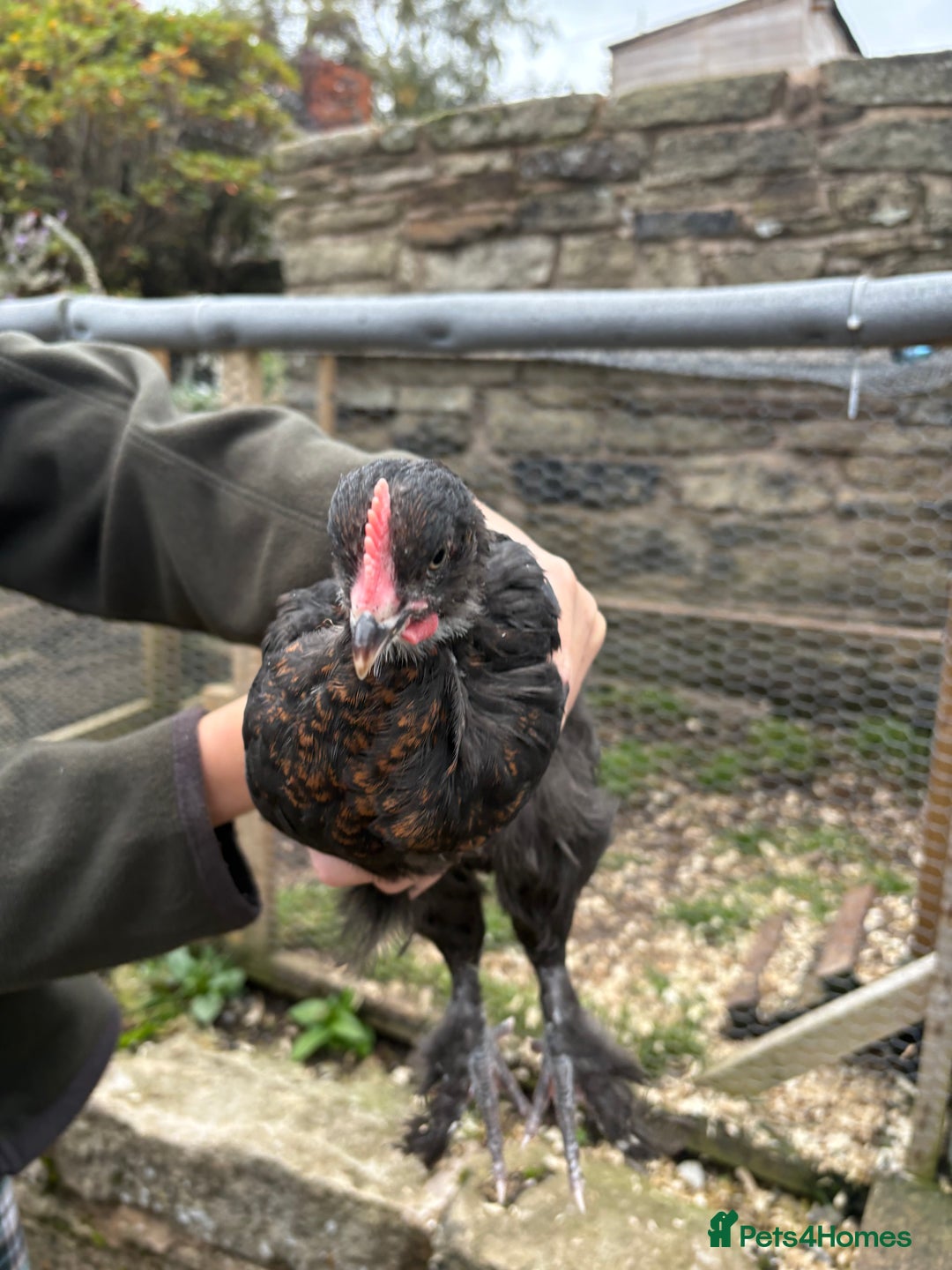 Chickens poultry for sale: 2 Pure Black Copper Marans Cockerels - Image 2