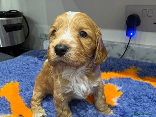 Cockapoo dogs Cockapoo puppies - Advert 16