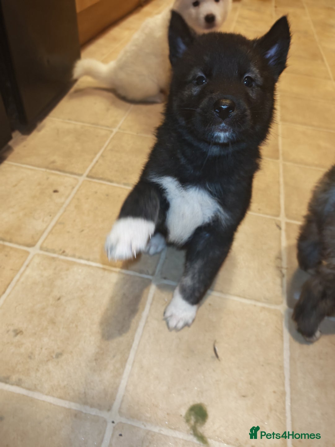 Akita dogs for sale: Akita puppys ready now  - Advert 3