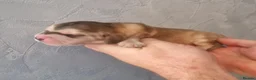 Cocker Spaniel dogs for sale: Kc show type puppies  - Advert 9