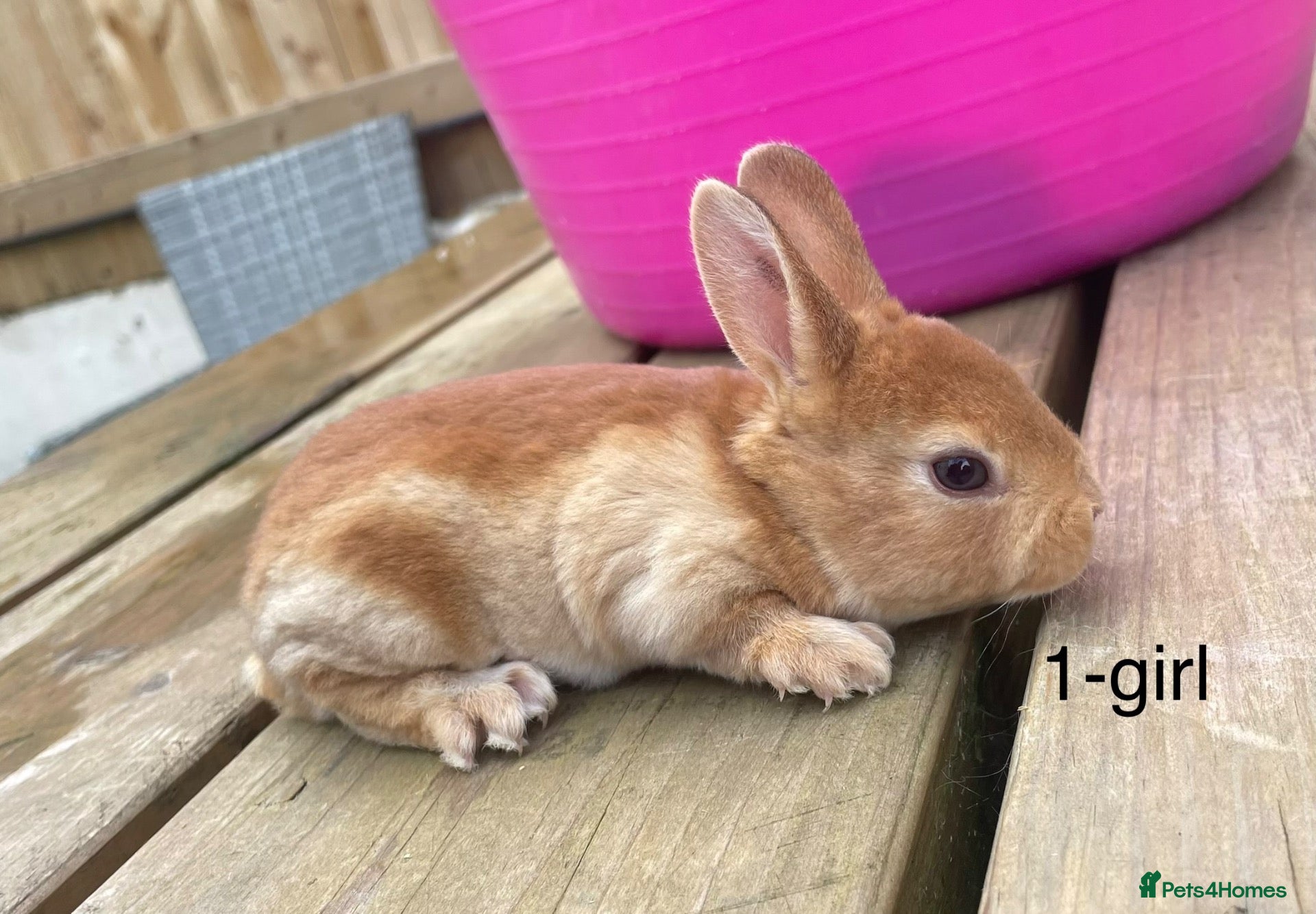 Rex rabbits 🐰 3 week old Pure bred mini Rex 🐰  - Advert 19