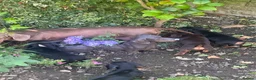 Miniature Dachshund dogs for sale: Gorgeous KC reg miniature dachshund puppies  - Advert 20