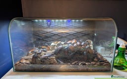 Cockroaches invertebrates for sale: Madagascan Hissing Cockroach - Image 2