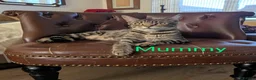 Bengal cats for sale: Playful and Friendly Bengal kittens - Advert 21