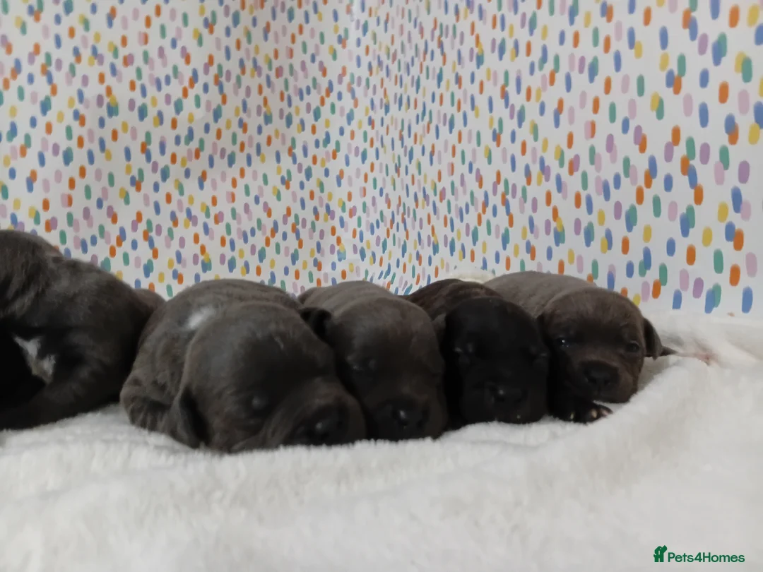 Staffordshire Bull Terrier dogs for sale: Exceptional valglo sired puppies - Advert 1