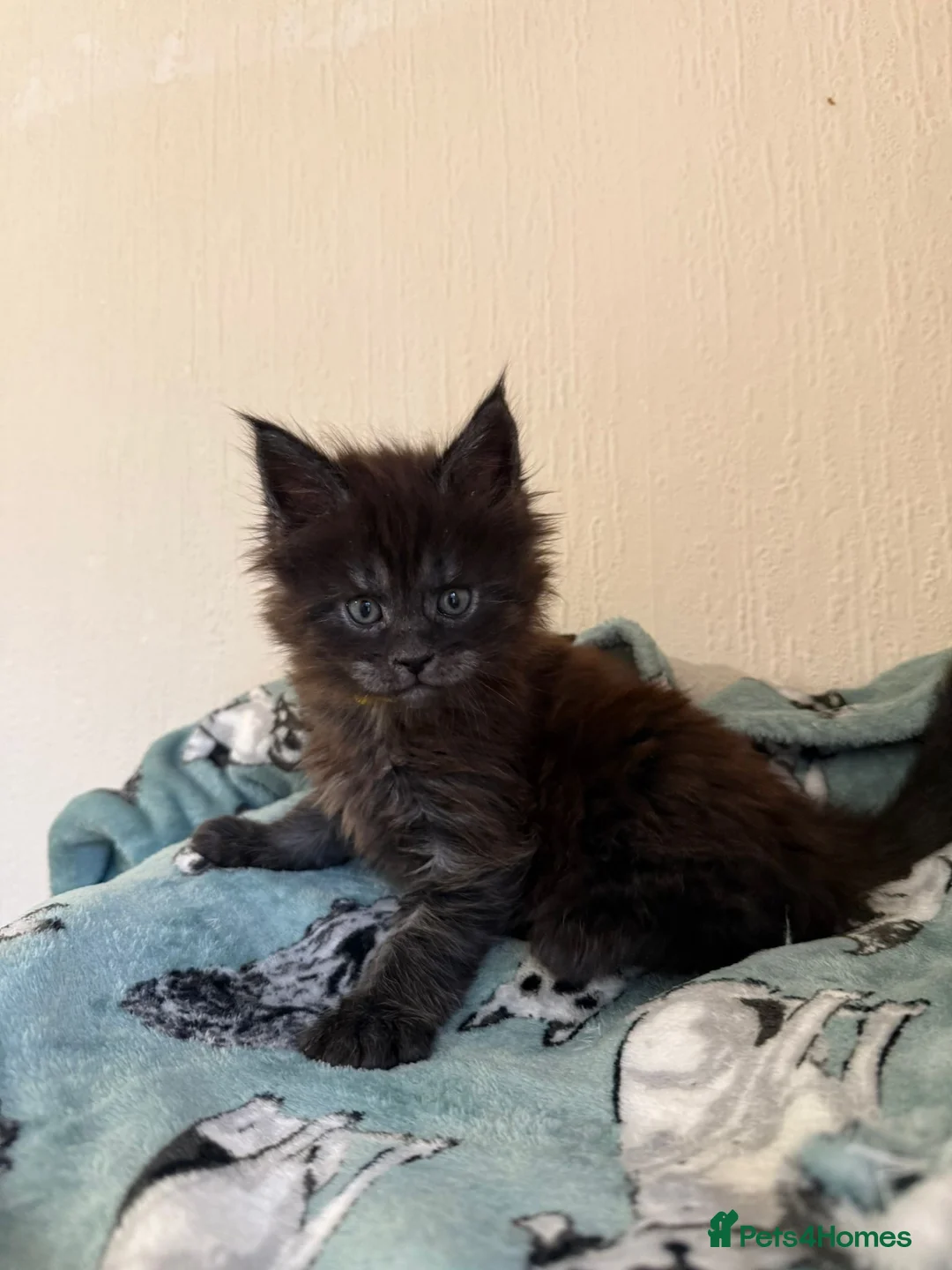 Maine Coon cats for sale: Pedigree Tica Russian Import line Maine Coons - Advert 8