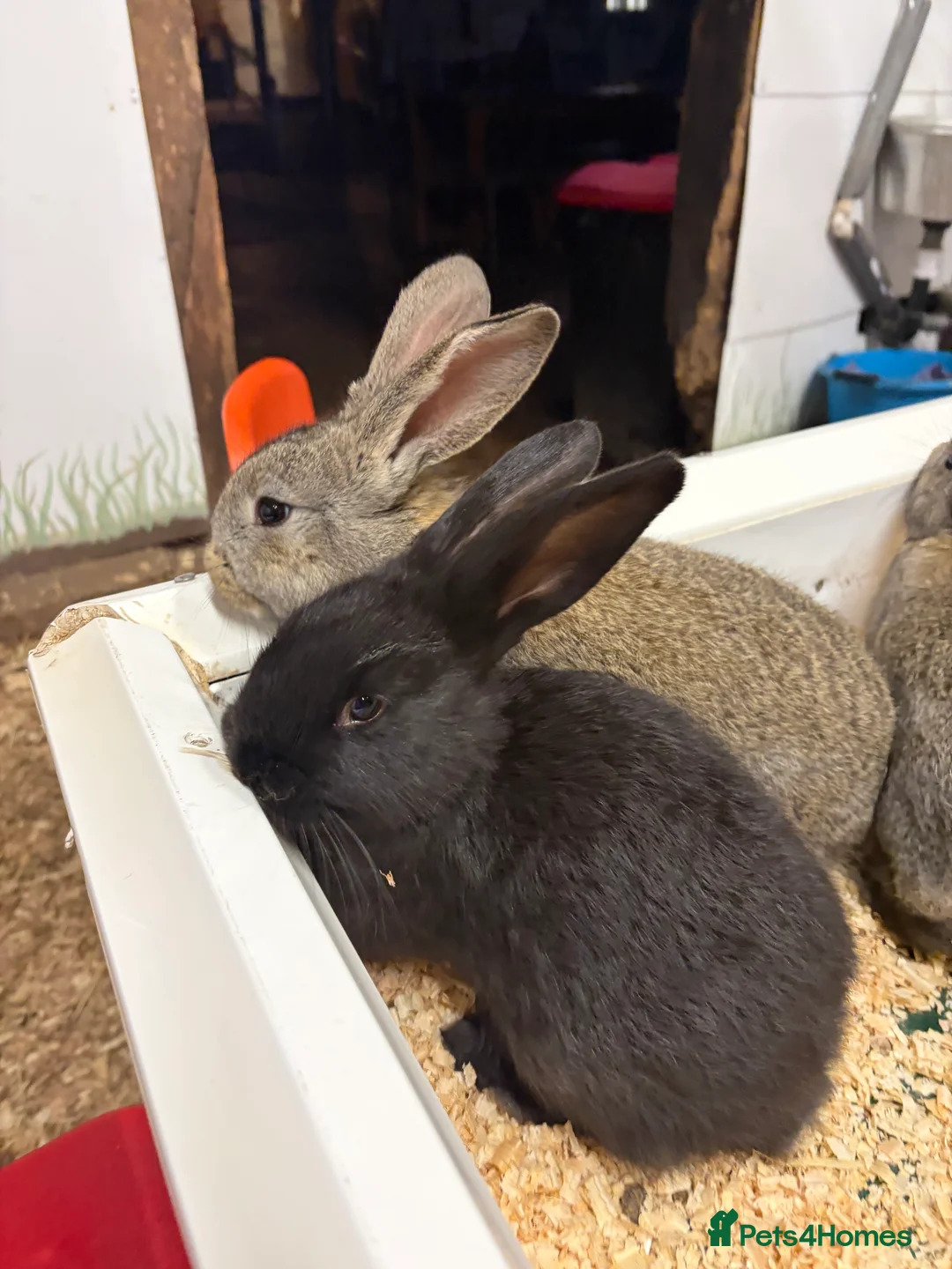 Flemish rabbits for sale: 7 Beautiful Flemish Giant Rabbits - Advert 2
