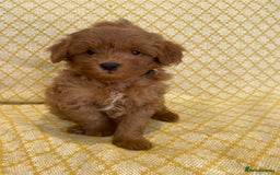 Maltipoo dogs for sale: Beautiful, health tested maltipoos  - Image 14