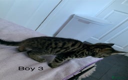 Mixed Breed cats for sale: 5 Male kittens ready for new homes - Image 6
