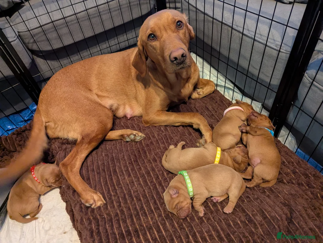 Labrador Retriever dogs for sale: Beautiful Fox Red Labrador Retriever Puppies - Advert 2