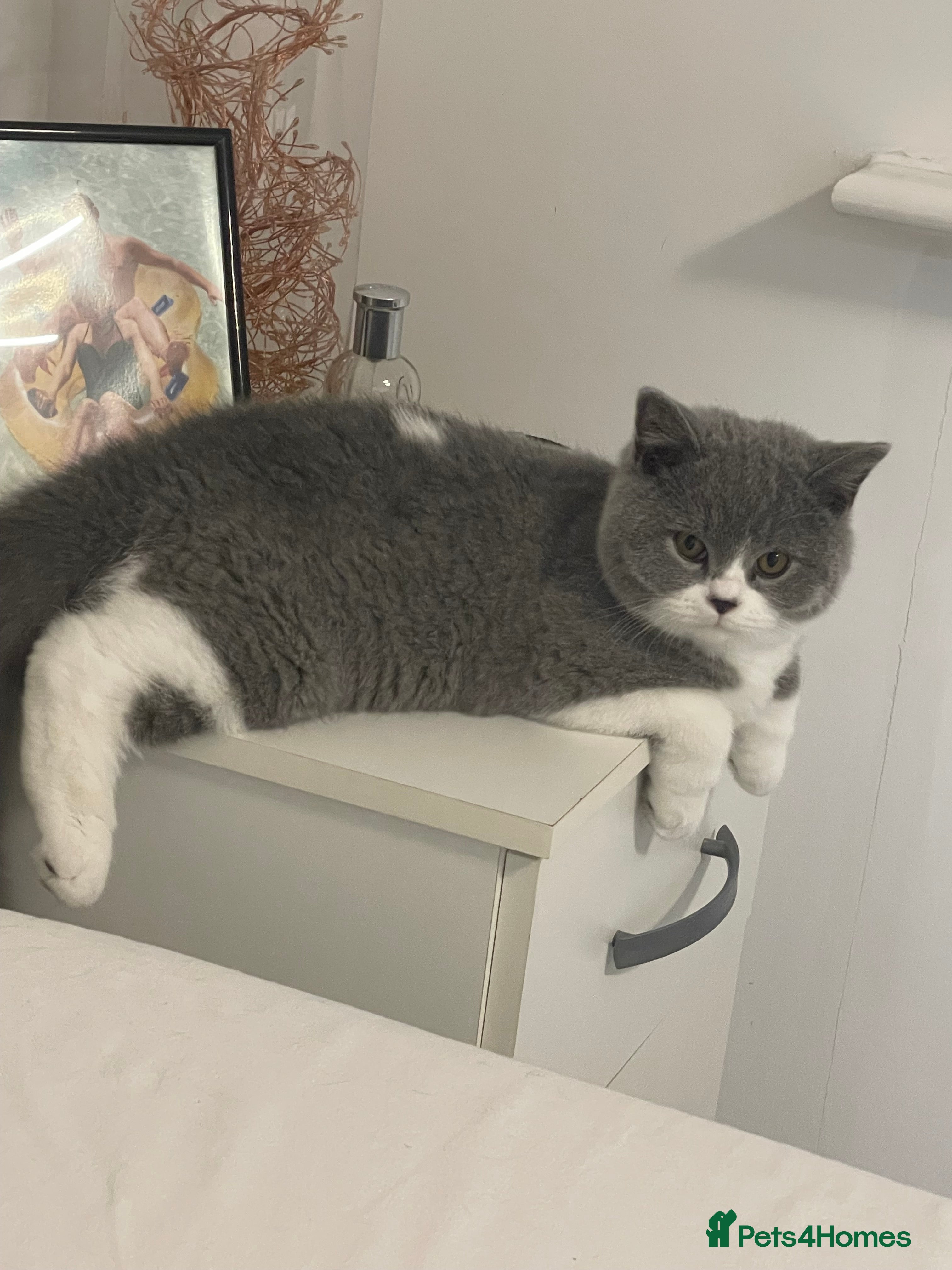 British Shorthair cats GCCF Adorable British Shorthair Companions - Advert 15