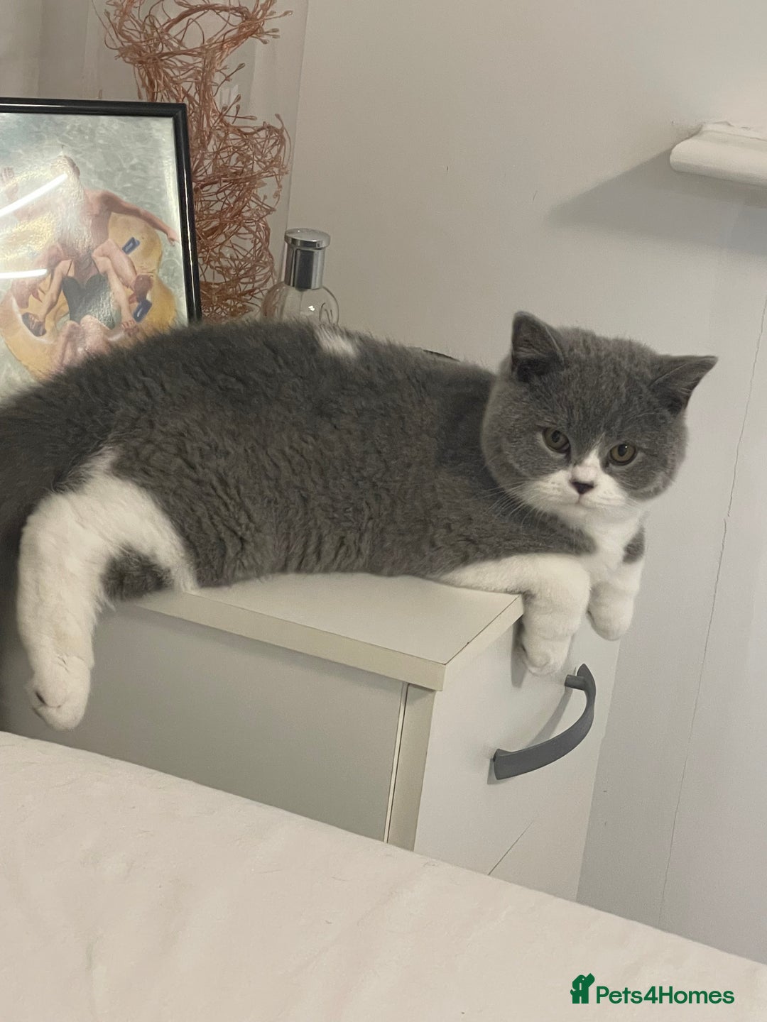 British Shorthair cats for sale: GCCF Adorable British Shorthair Companions - Advert 1