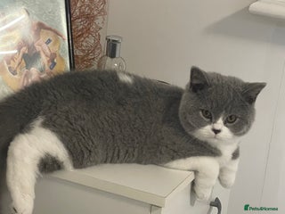 British Shorthair cats GCCF Adorable British Shorthair Companions - Advert 6