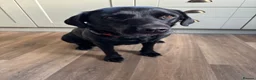 Borador dogs for sale: 2 Black Labrador x Collie puppies (Borador) in Inverness - Advert 2