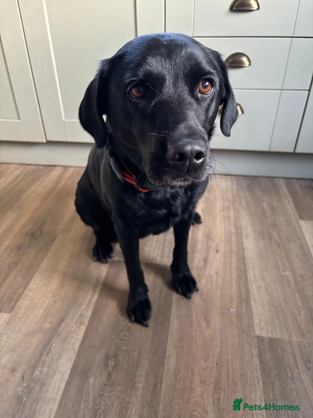 Borador dogs for sale: 2 Black Labrador x Collie puppies (Borador) in Inverness - Advert 2