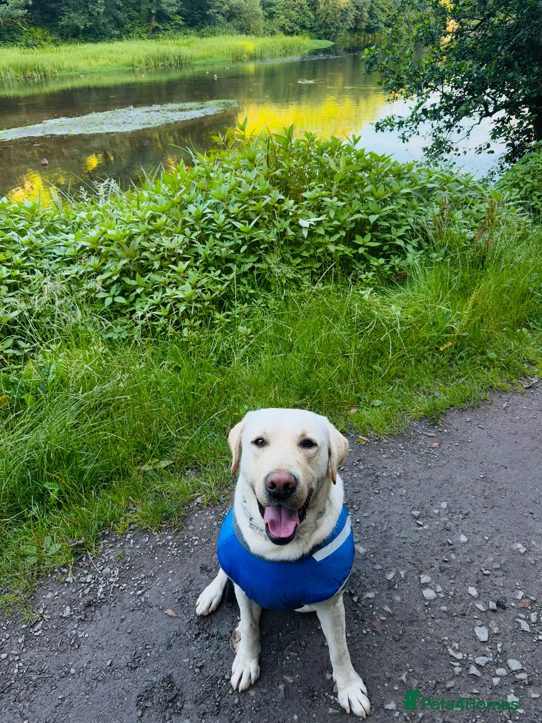 Labrador Retriever dogs for stud: Golden Labrador Retriever Stud: KC-Registered - Advert 3