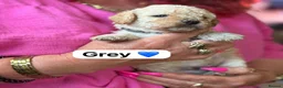 Mixed Breed dogs for sale: Adorable Miniature Poodle Puppies - Advert 6