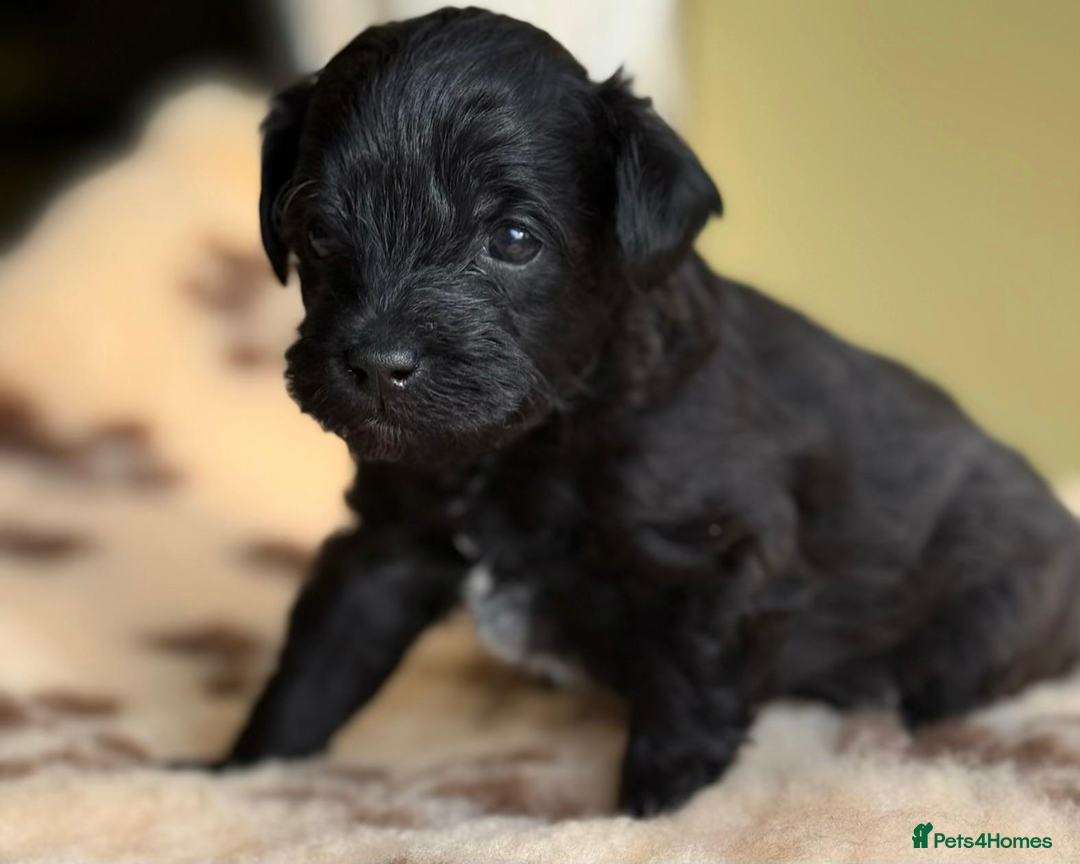 Schnoodle dogs for sale: Exceptional Miniature Schnoodle Puppies - Advert 8