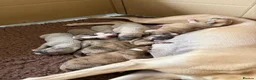 Whippet dogs for sale: Wonderful Whippets in Ashford - Advert 3