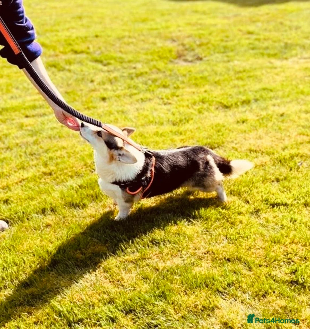 Welsh Corgi Pembroke dogs for sale: Quality KC pedigree puppies, licensed breeder - Advert 36