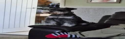 Miniature Schnauzer dogs for sale: Miniature Schnauzer in Pontypool - Advert 10