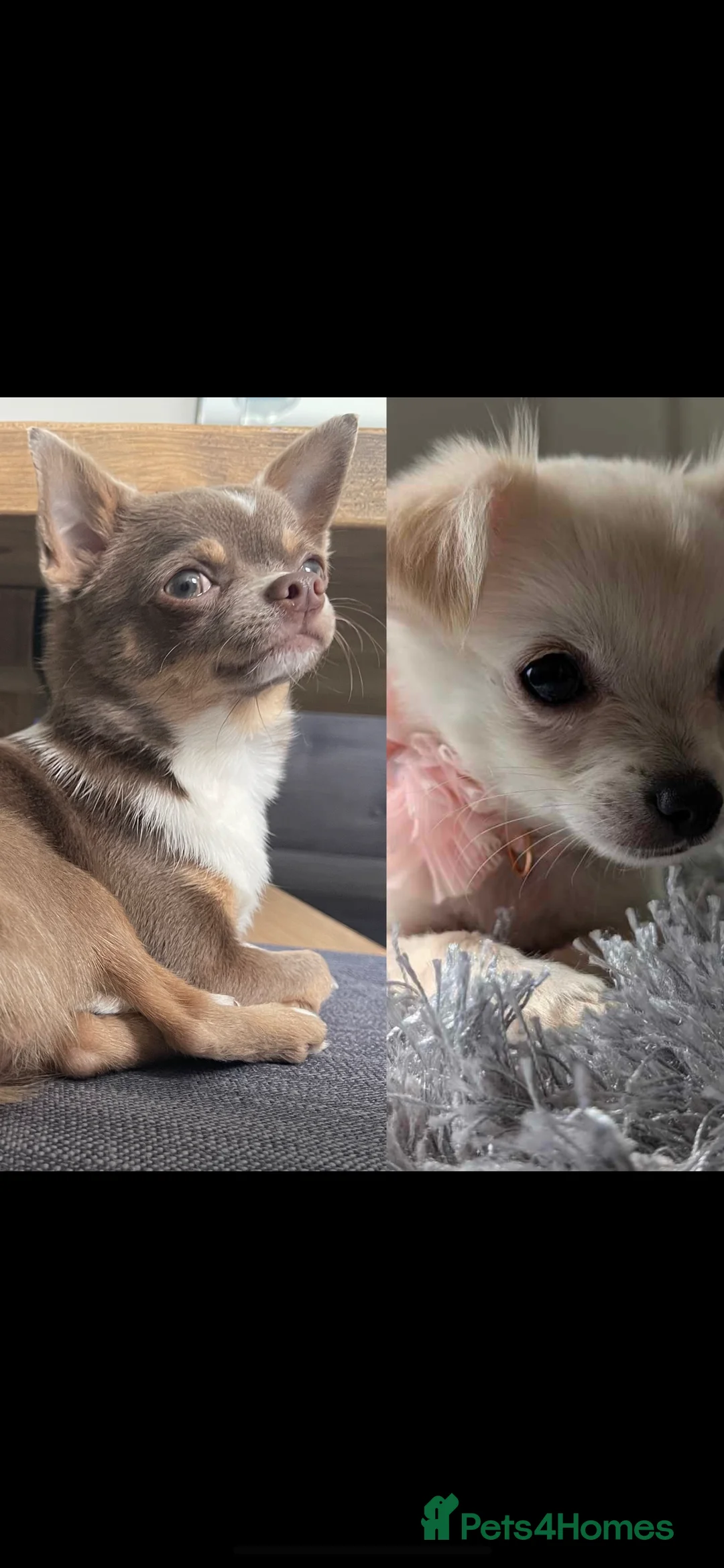 Chihuahua dogs for stud: Chihuahua stud in North Shields - Advert 3