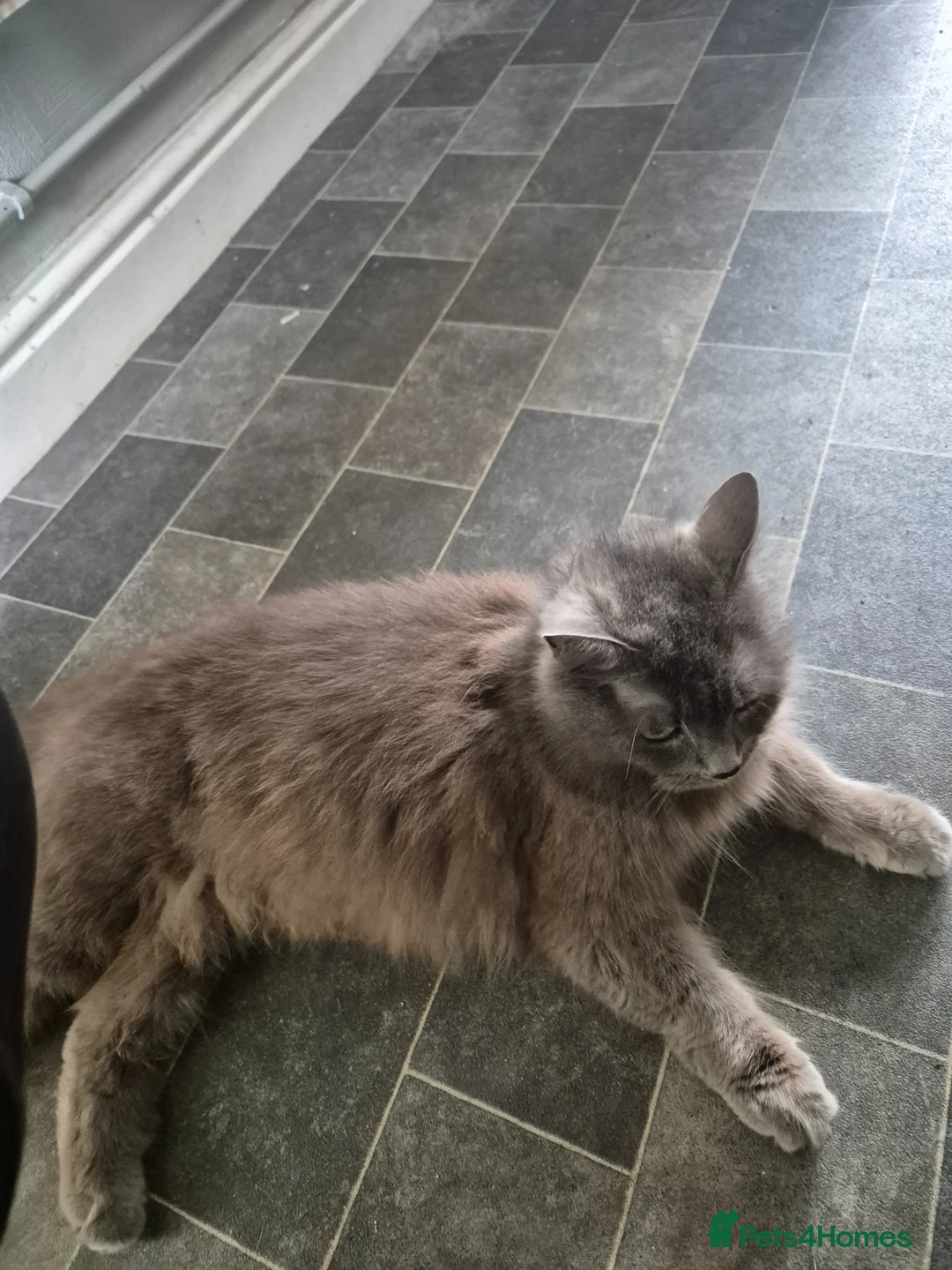 Mixed Breed cats for sale: Beautiful little boy  - Advert 1