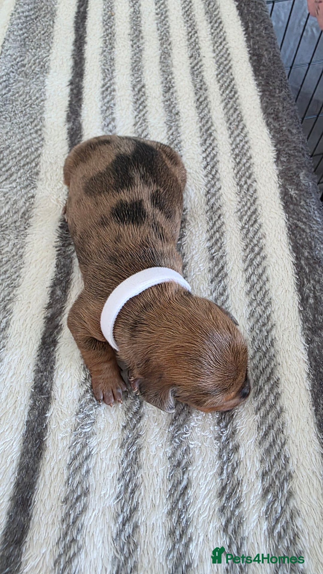 Dachshund dogs for sale: Dachshund tweenies for sale - Image 7