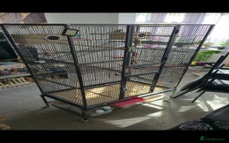 Budgerigars birds for sale: Budgies and cage all together - Image 1