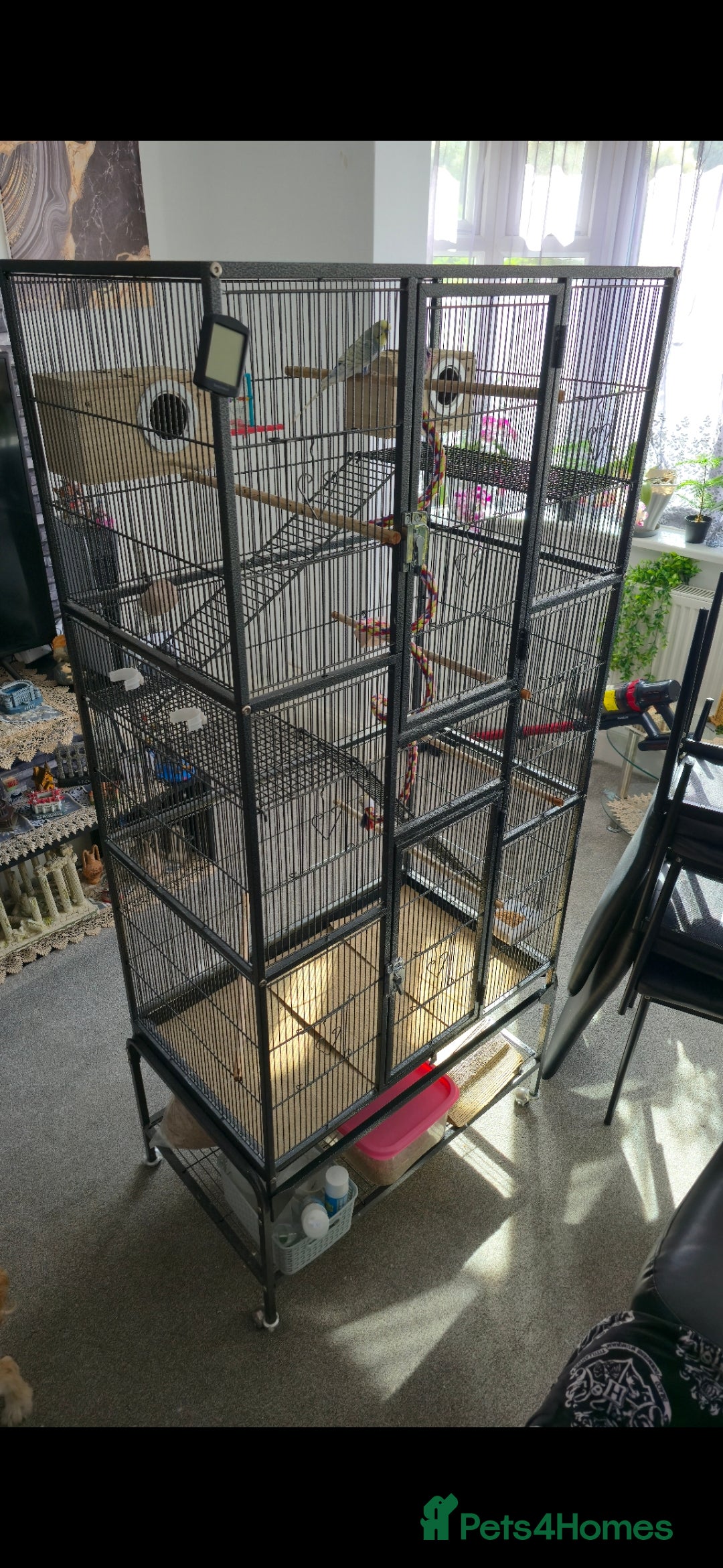 Budgerigars birds for sale: Budgies and cage all together - Image 1