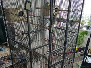 Budgerigars birds - Advert 32