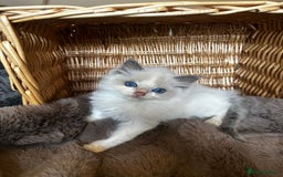 Ragdoll cats for sale: Lovely little Ragdoll bundle of joy  - Image 6