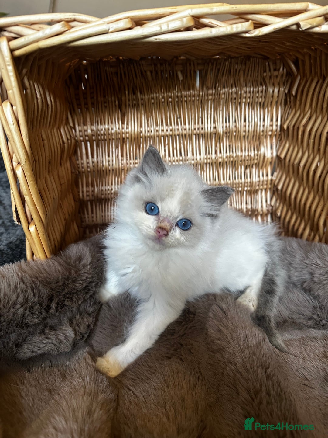 Ragdoll cats for sale: Lovely little Ragdoll bundle of joy  - Image 6