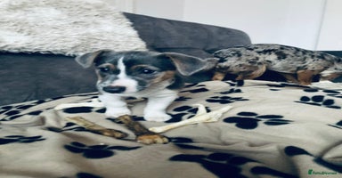 Jack Russell dogs - Advert 13