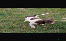 English Springer Spaniel dogs for sale: Beautiful girl looking for her forever family  - Image 6