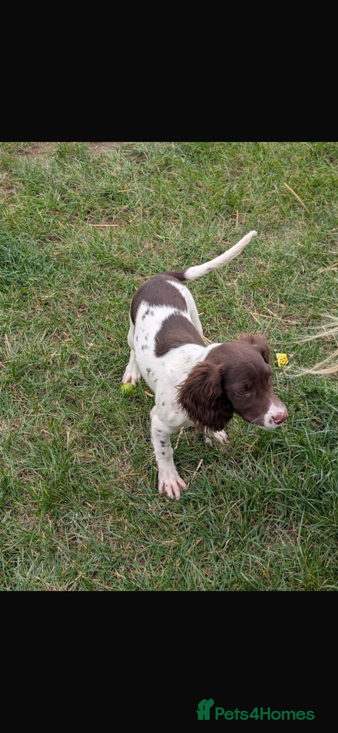 English Springer Spaniel dogs for sale: Beautiful girl looking for her forever family  - Image 6